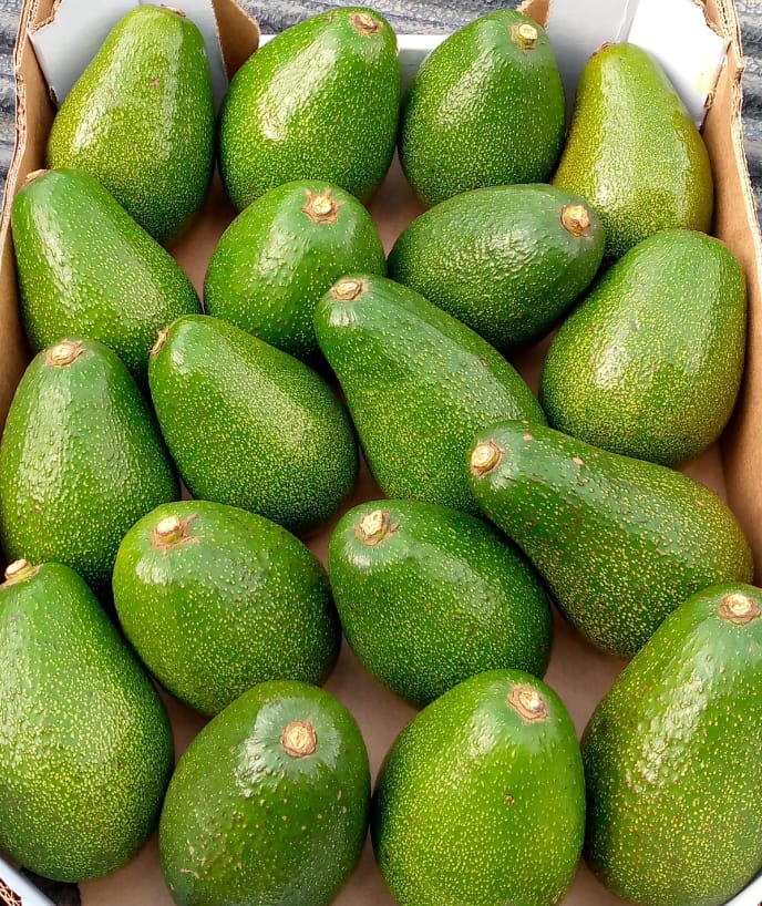 FUERTE AVOCADO.jpg - Agridisk